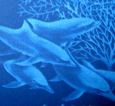 Sea Dolphins